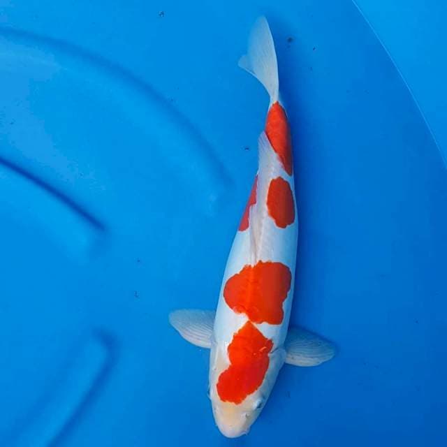 Kohaku 43CM