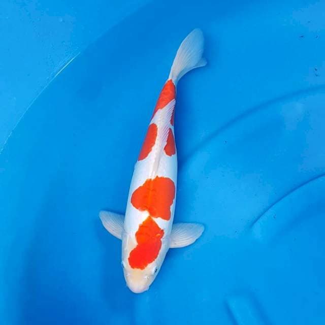 Kohaku 43CM