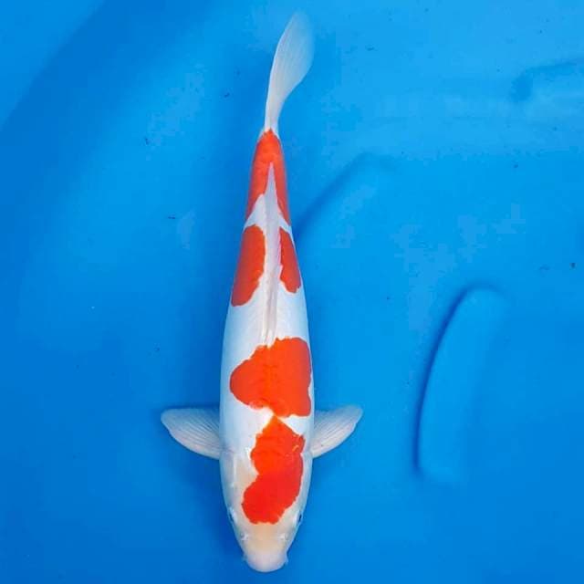 Kohaku 43CM