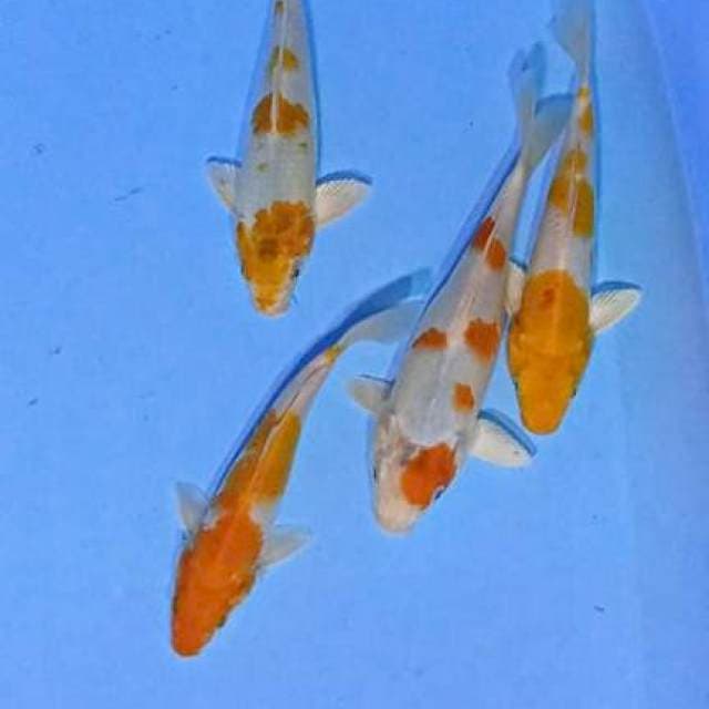 4 ekr koyo