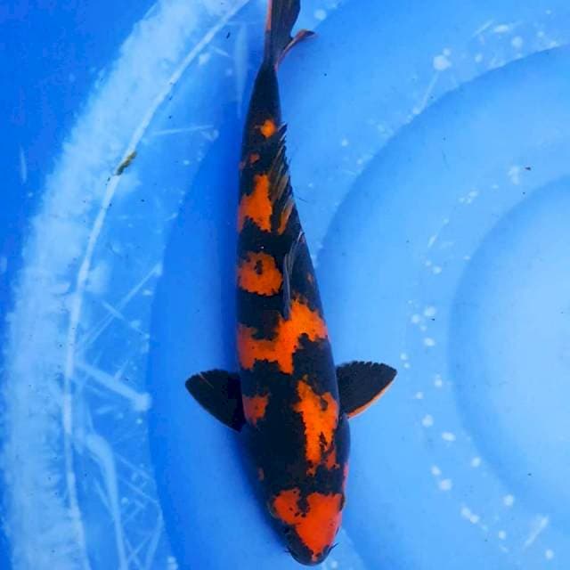 Hi Utsuri 42bu