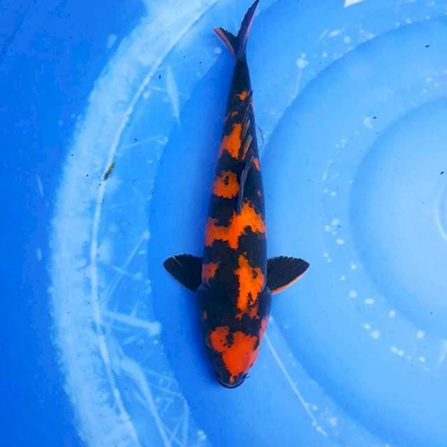 Hi Utsuri 42bu