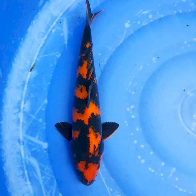 Hi Utsuri 42bu