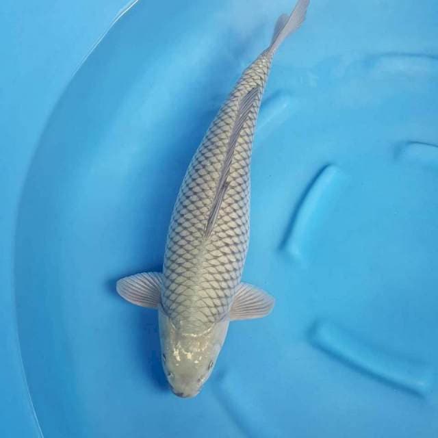 Soragoi 57CM