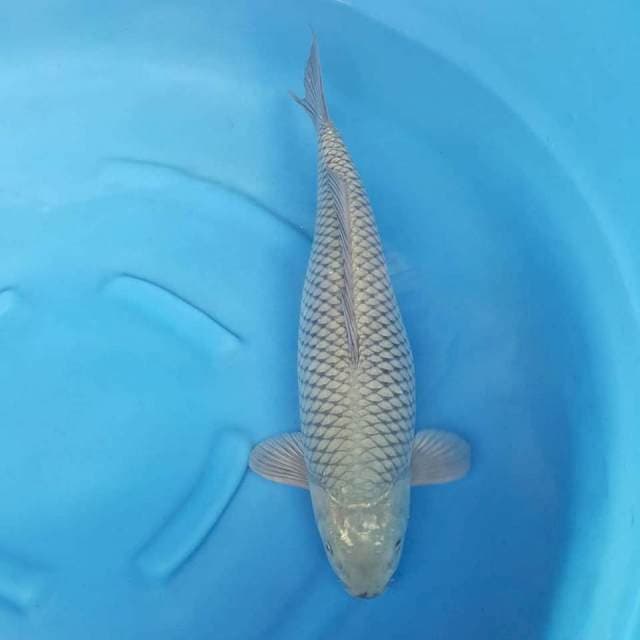 Soragoi 57CM