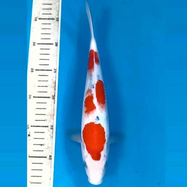 Sanke, 27 cm