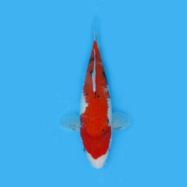 BKS ( SANKE 34 CM )