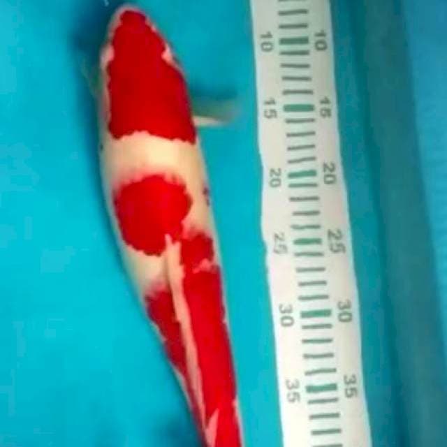 Kohaku merah strong