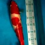 Kohaku merah strong