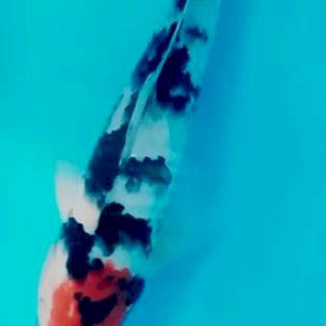 Showa 30 cm