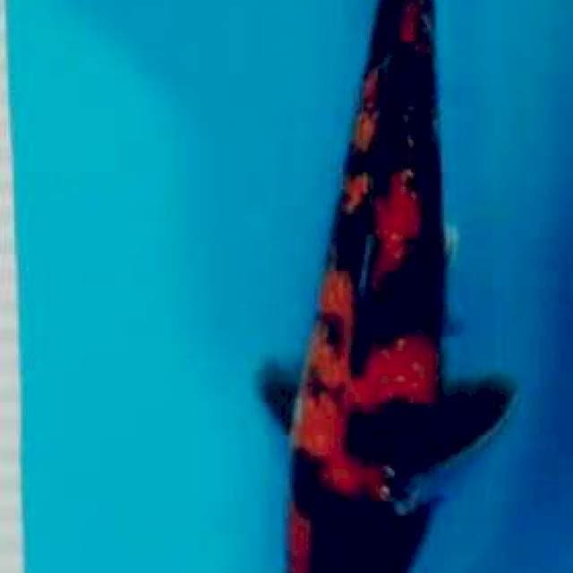 Showa gindrin 26 cm