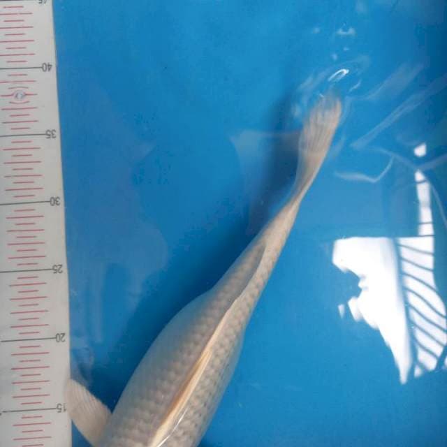 Bumil platinum