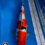 SANKE - 37CM - BETINA - KAISAR KOI BLITAR