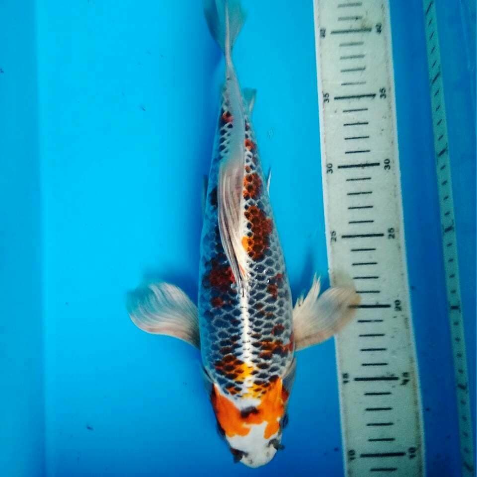 Takki Dragon Quality Bakat Jumbo