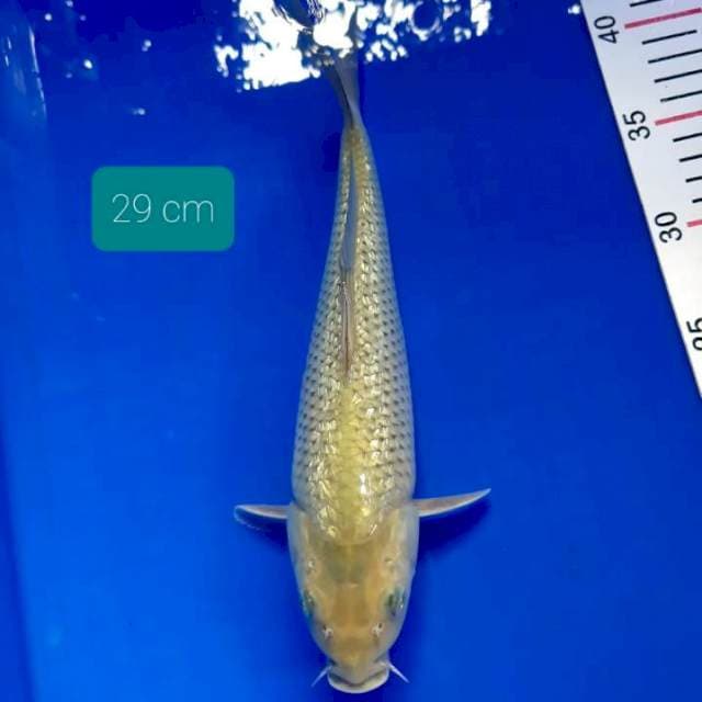 Soragoi ginrin 29 cm