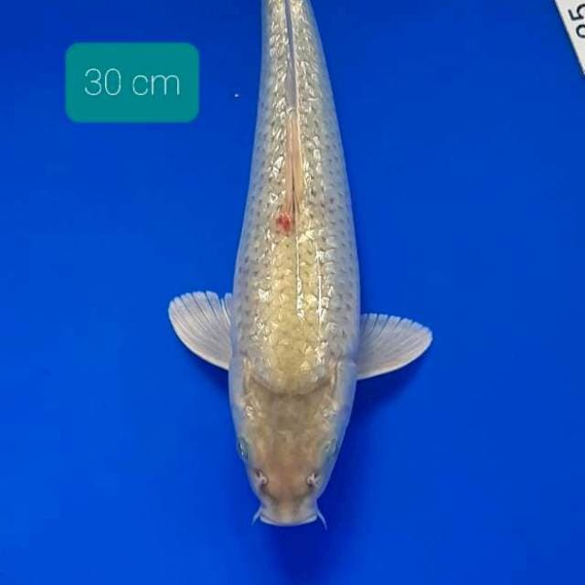 Soragoi ginrin 30 cm