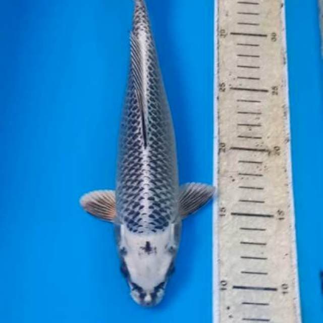 Gin Matsuba 27cm Male