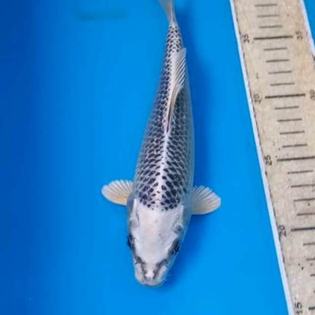 Gin Matsuba 23cm Male