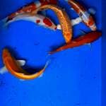 Mix koi 20-25cm