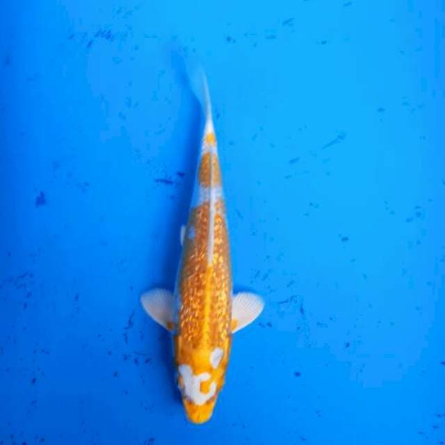 Hariwake full ginrin 22cm