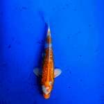 Hariwake full ginrin 22cm