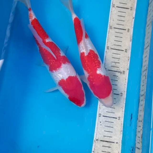 Kohaku 2ekor 27-28cm