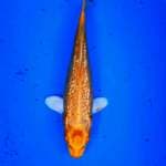 Yamabuki Ogon full ginrin 25cm