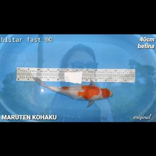 maruten kohaku 40cm f1
