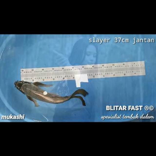 mukashi kumpay 37cm jantan