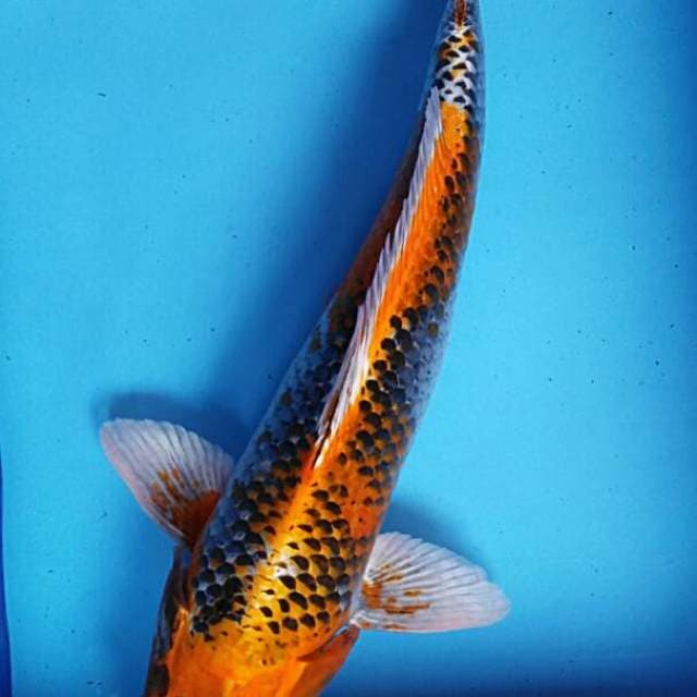 Hulk 51cm male