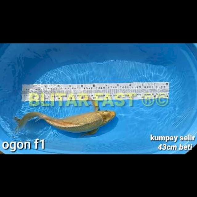 kumpay ogon 43cm bulky f1