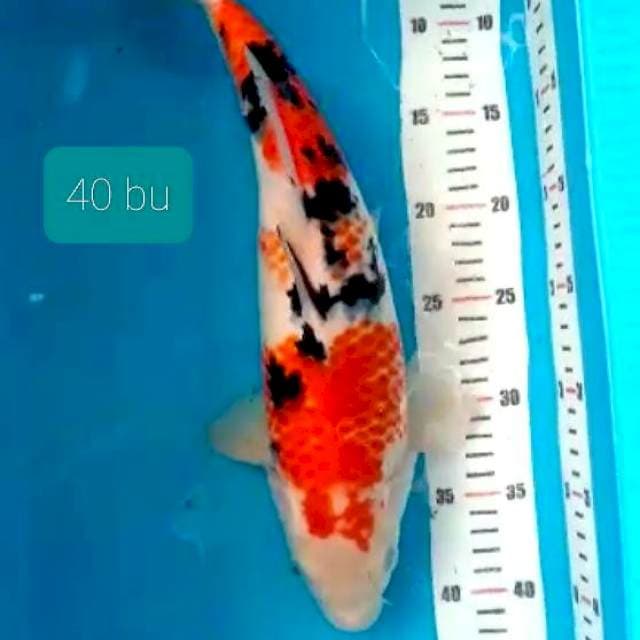 SQ induk showa 40 bu