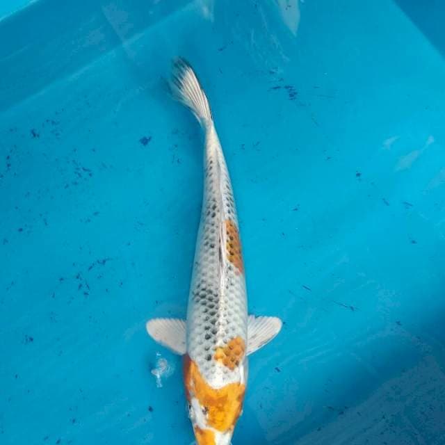 Kin shows 25cm