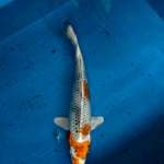 Kin shows 25cm