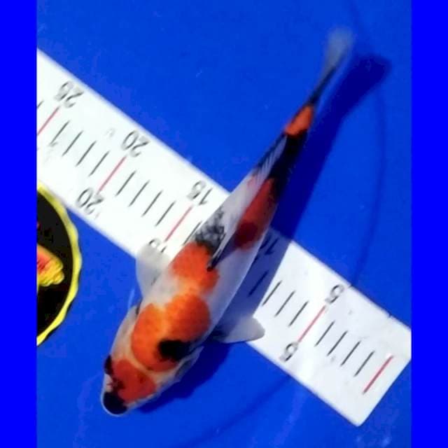 Showa 26cm betina josss