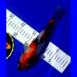 Showa 26cm betina josss