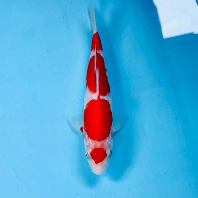 Kohaku, 19 cm