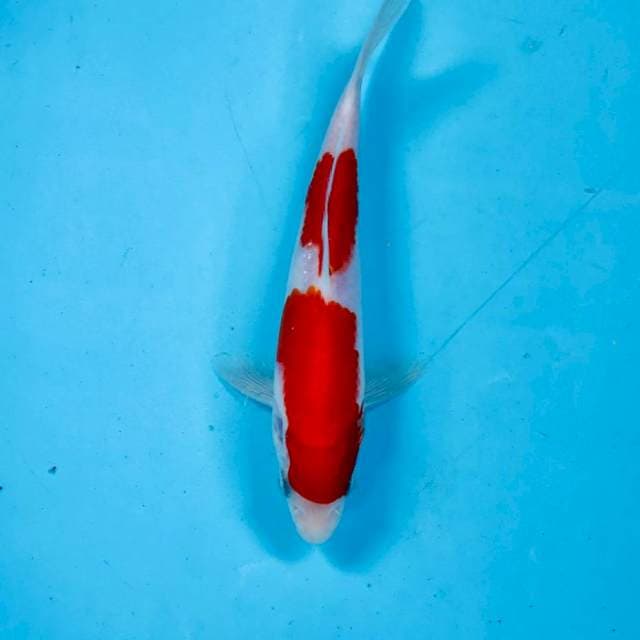 Kohaku, 18 cm