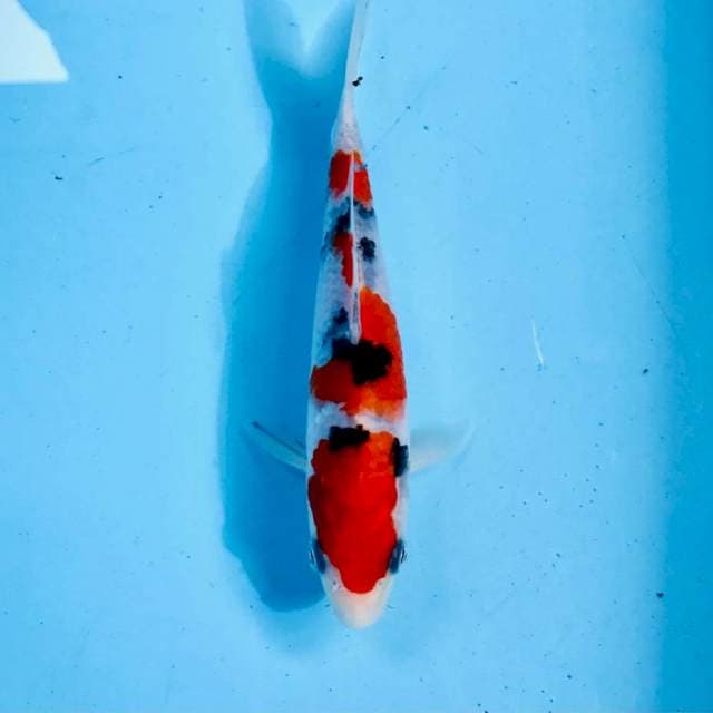 Sanke, 17 cm