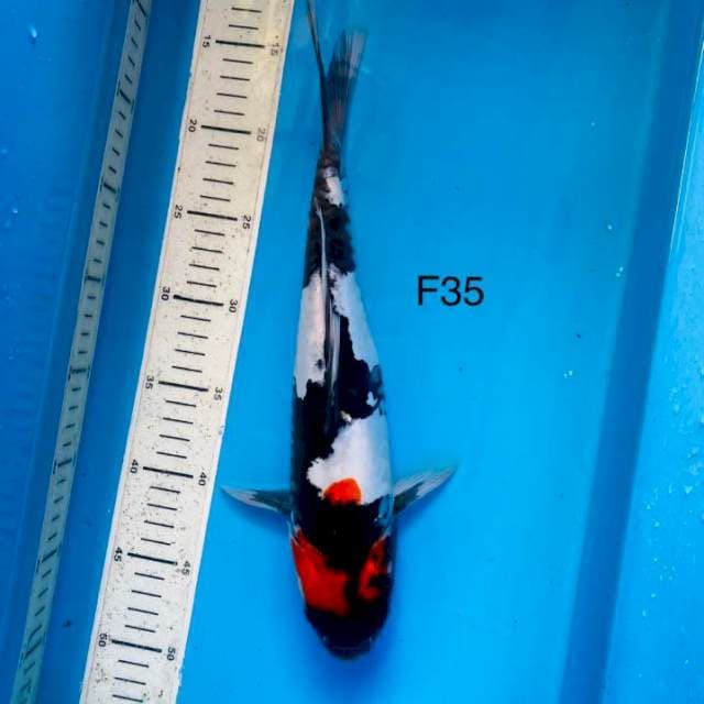 NYM ~ T showa ,35cm female