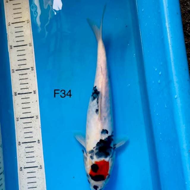 NYM ~ doitsu T showa ,34cm female