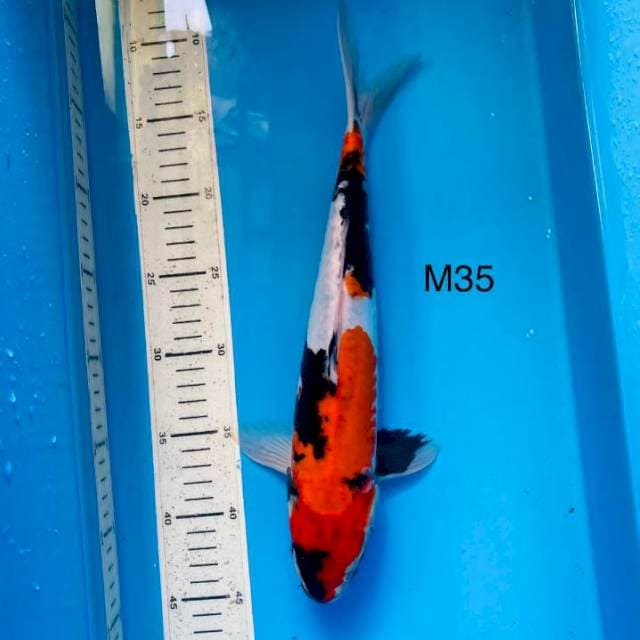 NYM ~ hot showa doitsu ,35cm male