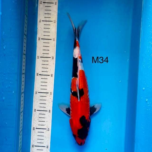NYM ~ hot motogoro showa doit ,34cm male