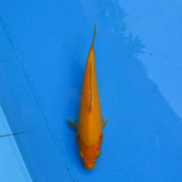 Karashi Mulus F1