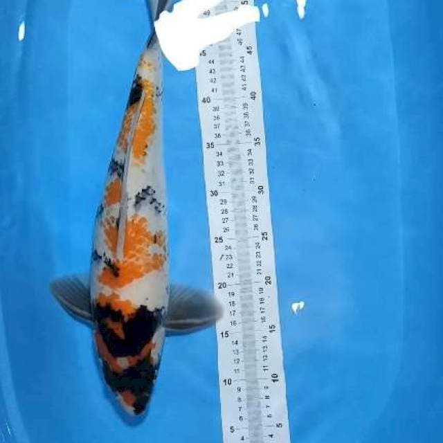hiu 39cm warna strong alami