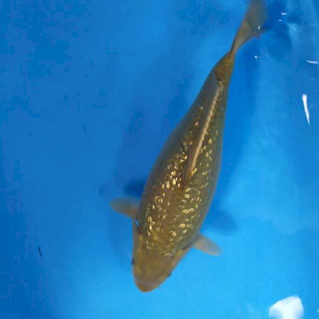 midori ginrin body turbo 36 cm