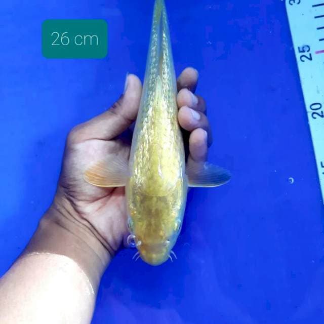 Midori 26 cm