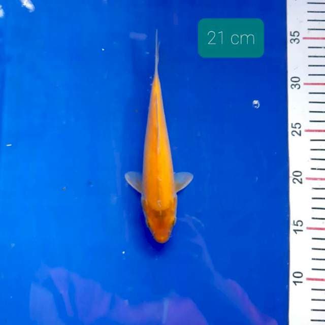 Karashi 21 cm