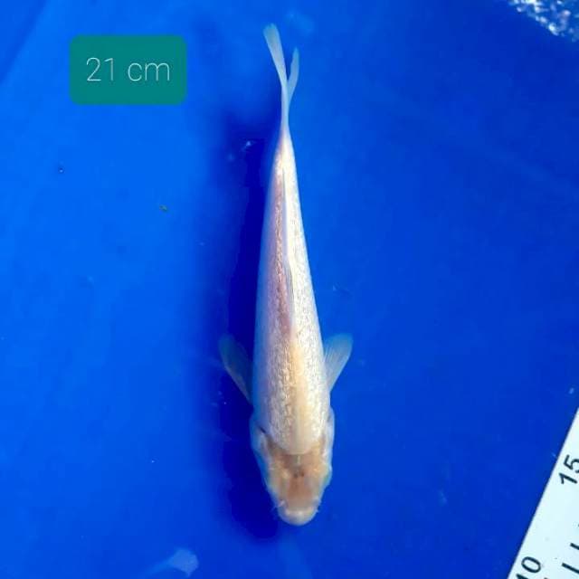 Karasi 21 cm
