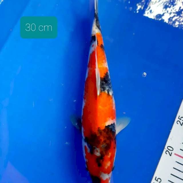 Showa 30 cm
